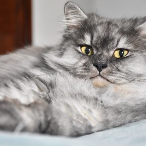 Cat Premium Wellness Plan