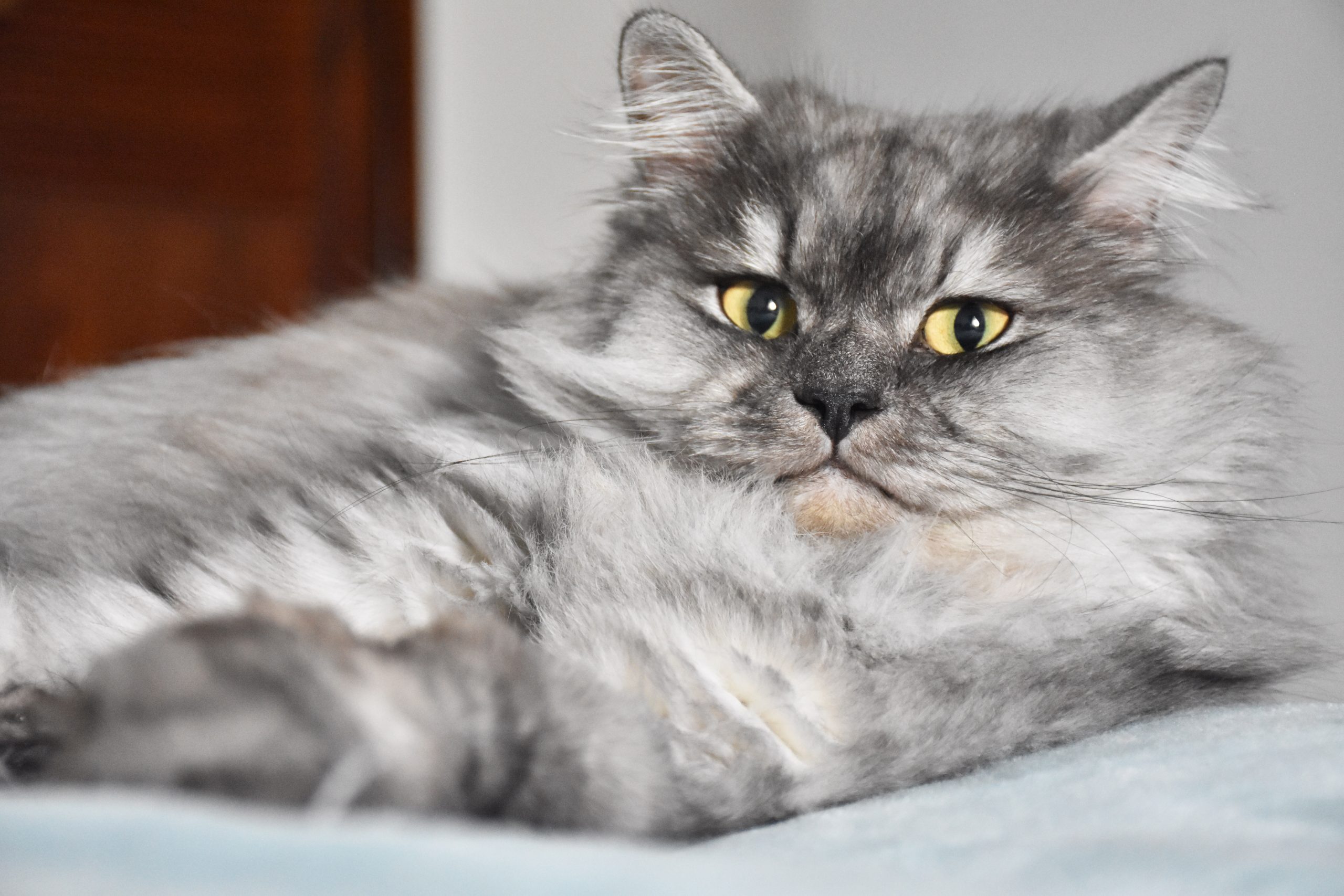 Cat Premium Wellness Plan