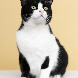 Cat Comprehensive Wellness Plan