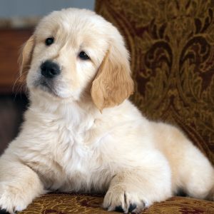 Basic Puppy Wellness Plan