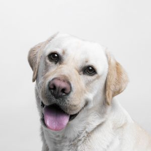 Dog Comprehensive Wellness Plan