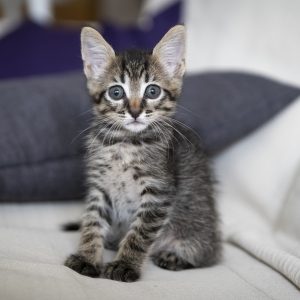 Kitten Wellness Plan