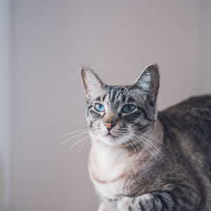 Cat Basic Wellness Plan